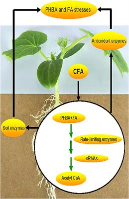 Transcriptome Profiling Combined With Activities of Antioxidant and Soil Enzymes Reveals an Ability of Pseudomonas sp. CFA to Mitigate p-Hydroxybenzoic and Ferulic Acid Stresses in Cucumber